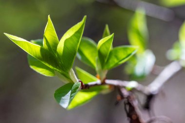 Yakın - doğada taze yeşil ağaç yaprakları