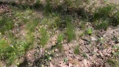 Toprağın yüzeyi ormandır. Bitkilerle dolu toprak yüzeyi.