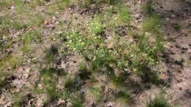 Toprağın yüzeyi ormandır. Bitkilerle dolu toprak yüzeyi.