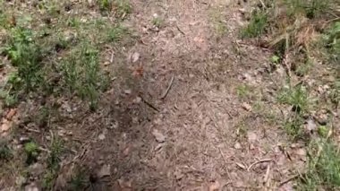 Toprağın yüzeyi ormandır. Bitkilerle dolu toprak yüzeyi.