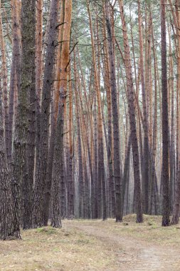 sonbahar mevsiminde çam ormanı