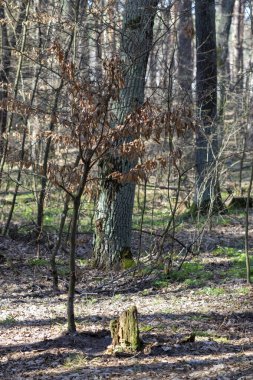 Ormanın güzel manzarası