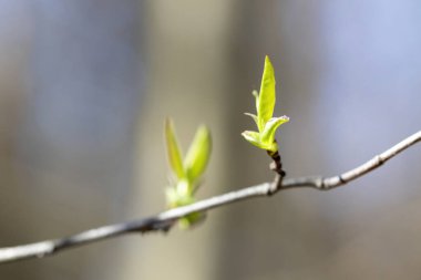 Bahar ağacı yaprakları, doğa bitki örtüsü.