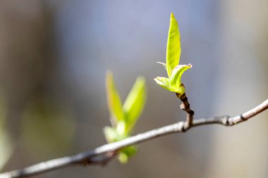Ormanda yeşil yapraklar