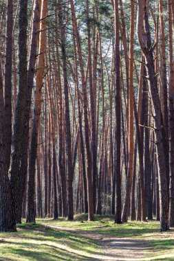 Parktaki çam ağaçları