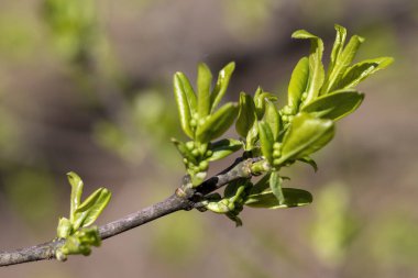 Bahar mevsiminde genç yeşil ağaç yaprakları. bahar doğası.