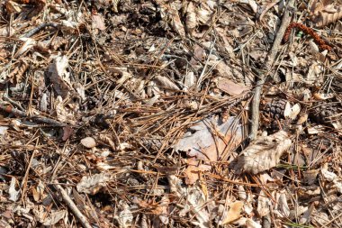 Ormanda yere düşen kuru sonbahar yaprakları.