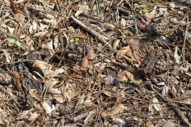 Ölülerin yere düşen yaprakları.