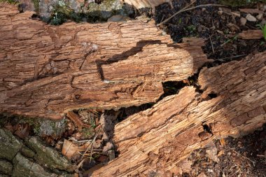 eski kütük dokusu arkaplanı