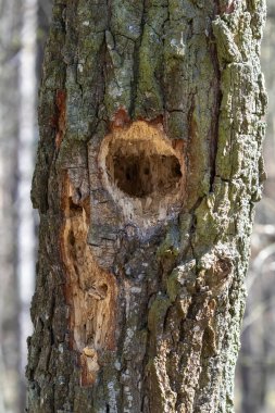 Yakın - bir ormanda ağaç gövdesinden manzara
