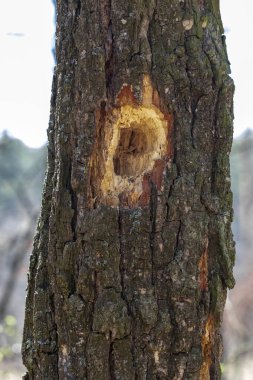 Çam ağacının kabuğunda delikleri olan ağaç.