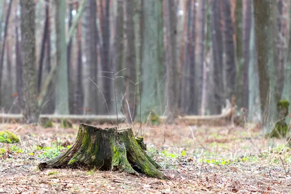 Ormandaki yaşlı kütük.