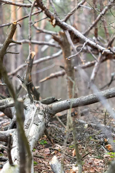 Ormandaki ağaç dalları