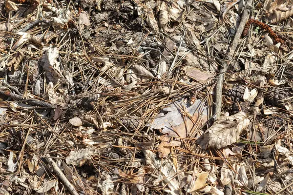 Ormanda yere düşen kuru sonbahar yaprakları.