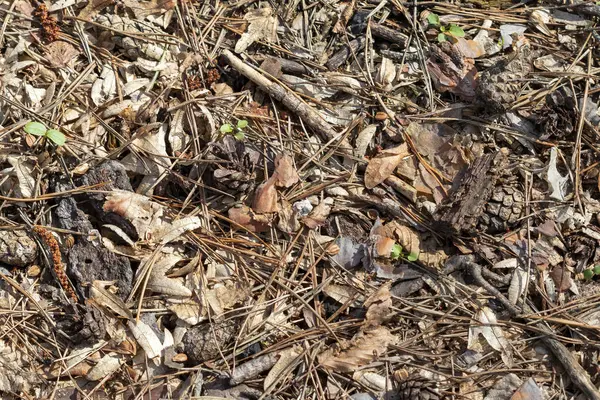 Ölülerin yere düşen yaprakları.