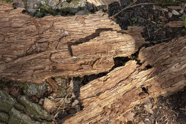 eski kütük dokusu arkaplanı
