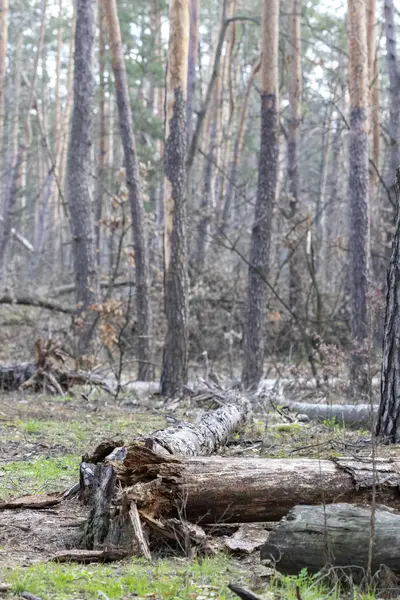 İlkbaharda orman ağaçları. Ahşap dokular