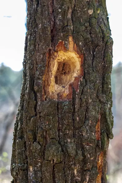 Çam ağacının kabuğunda delikleri olan ağaç.