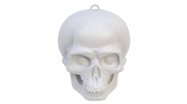 beyaz arkaplanda kafatası, 3 boyutlu illüstrasyon