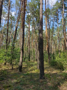 Güneşli bir günde orman manzarası. Bir orman arazisi..