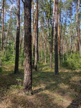 Güneşli bir günde orman manzarası. Bir orman arazisi..