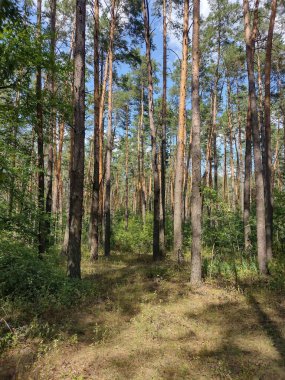 Güneşli bir günde orman manzarası. Bir orman arazisi..