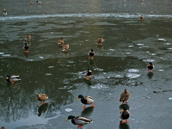 Natur Vögel Enten See Bäume Wasservögel — Stockfoto