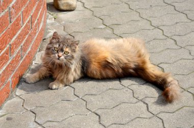 Güzel kedi caddede, kapat.