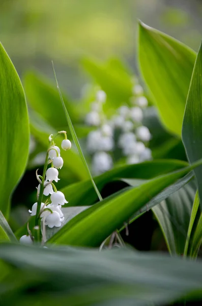 Όμορφο Λευκό Κρίνο Της Κοιλάδας Λουλούδια Στον Κήπο — Φωτογραφία Αρχείου