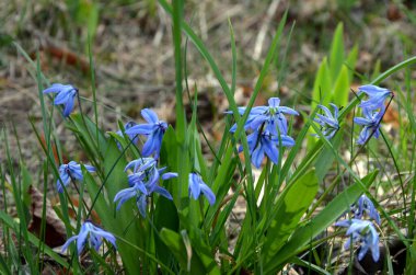 Ormanda mavi çiçekler