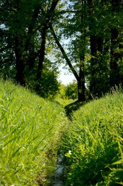 Küçük göleti olan güzel bir yaz parkı.
