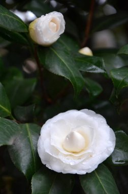 Bahçedeki güzel beyaz güller