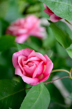 Bahçedeki güzel pembe güller