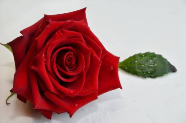 Beyaz arkaplanda güzel kırmızı bir gül