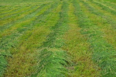 yeşil çimenler tarlada