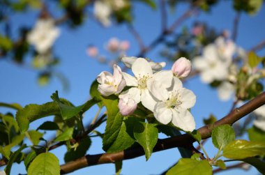 İlkbaharda elma ağacının güzel beyaz çiçekleri