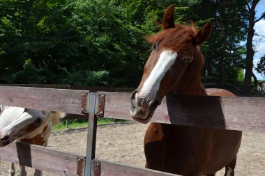 Güzel kahverengi at ahırda