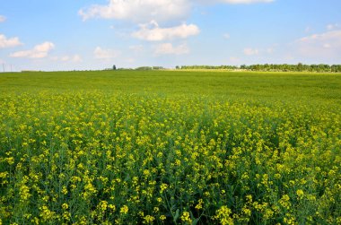 Sarı kolza tohumu tarlası olan güzel bir manzara.  