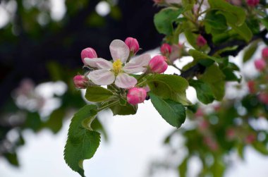 Ağaçtaki güzel bahar çiçekleri