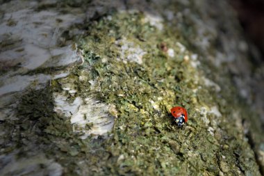 Ağaçta uğur böceği, yakın plan.