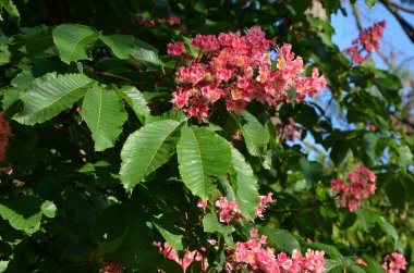 Baharda ağaçta kırmızı çiçekler