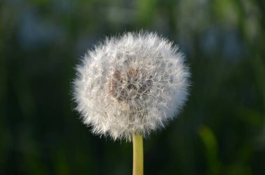 Yeşil arka planda karahindiba çiçeği