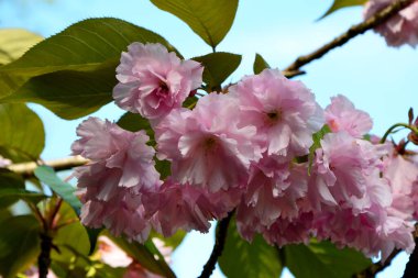 Güzel pembe kiraz çiçeklerinin yakın çekimi