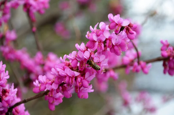 Růžové Sakura Květiny Jaře — Stock fotografie