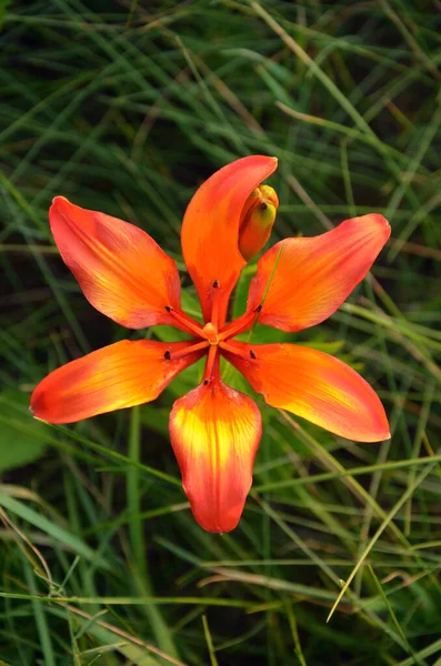 Fleurs Orange Jaune Dans Jardin — Photo