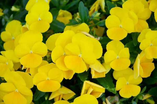 Bahçedeki güzel sarı çiçekler