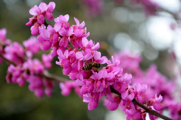 봄철에 아름다운 — 스톡 사진