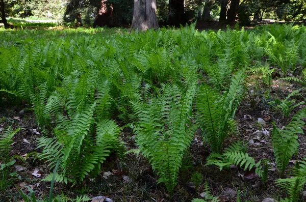 Зелене Листя Папороті Лісі — стокове фото