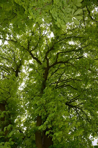 Folhas Verdes Das Árvores — Fotografia de Stock