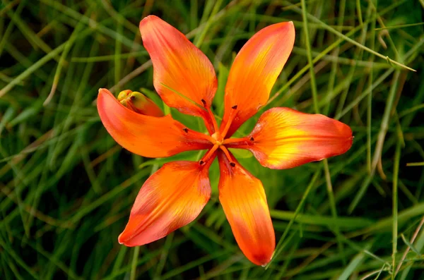 Красивые Оранжевые Цветы Лилии Саду — стоковое фото